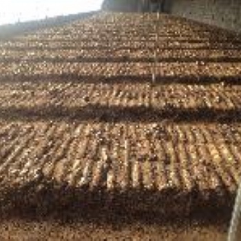 青島益菇園大球蓋菌種赤松茸松茸批發(fā)零售免費(fèi)提供技術(shù)指導(dǎo)
