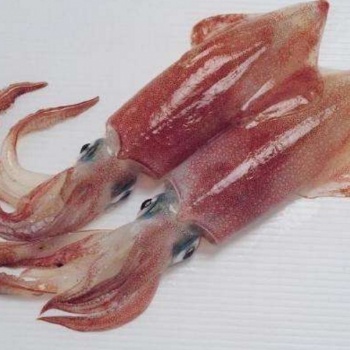 青島巨暉帶你了解 進(jìn)口凍魷魚(yú)**流程
