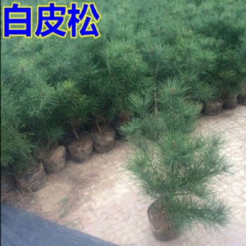 山西側(cè)柏,，白皮松，油松,，雪松,，儈柏，華山松
